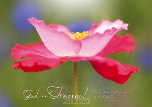 Poster 50x70 God is getrouw