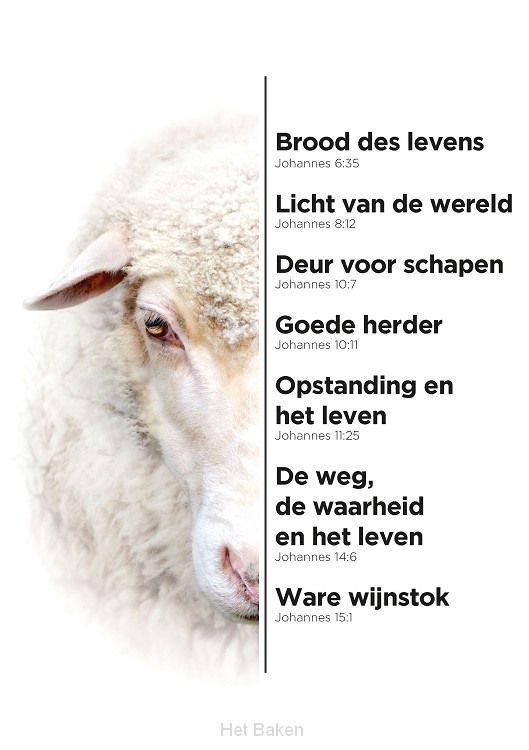 A4-bord schaap
