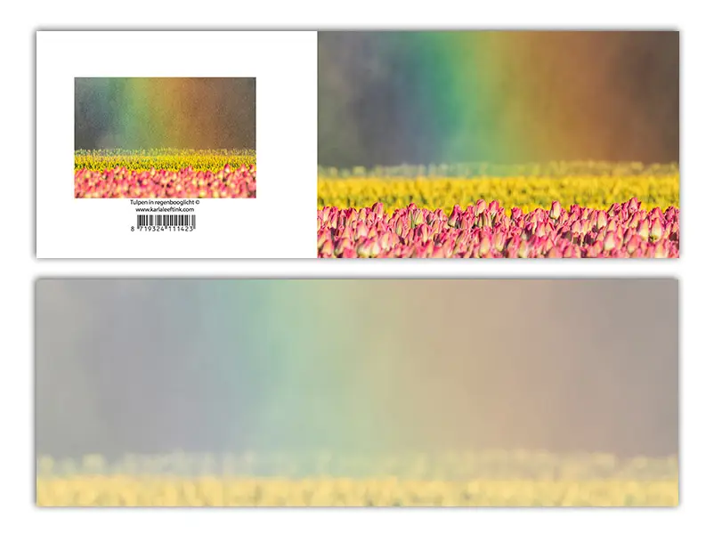 Panoramawenskaart zt tulpen in regenboog