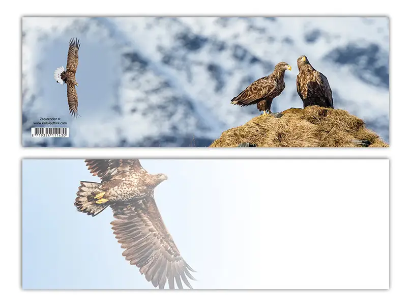 Panoramawenskaart zt zeearenden